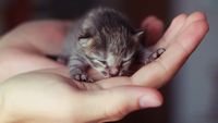 pic for Cute Little Newborn Kitten 